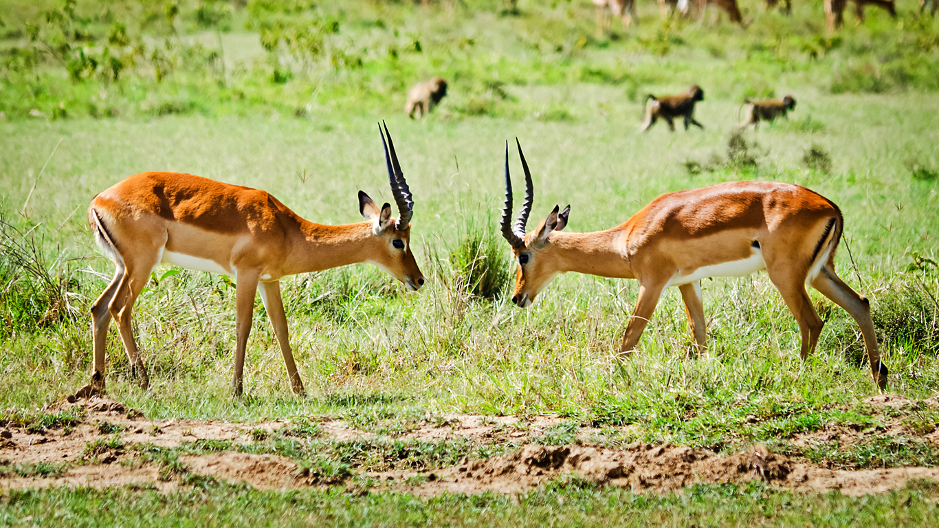 Ugandan Kob Ugandan Kob