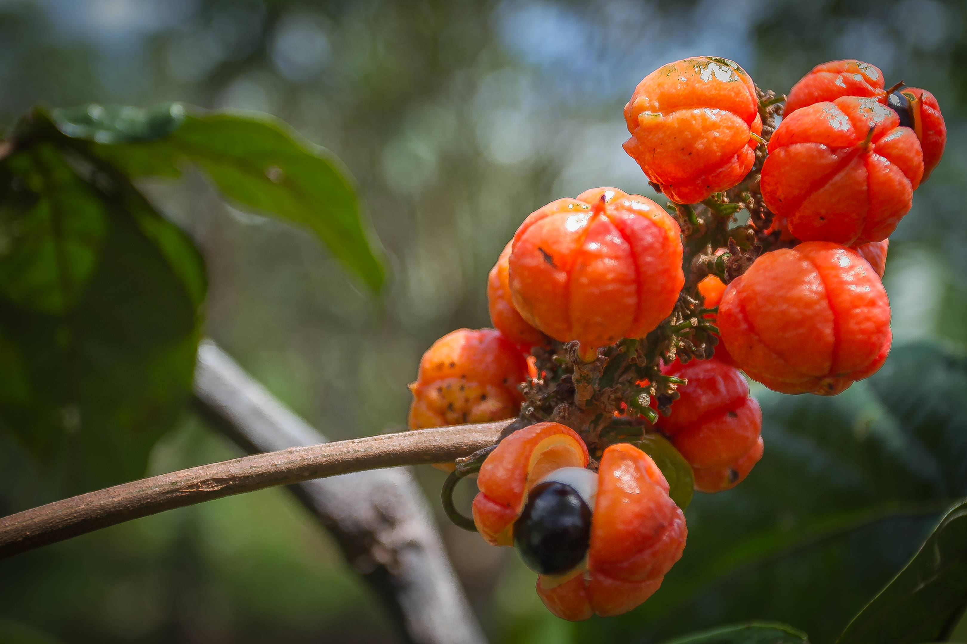 Guaraná