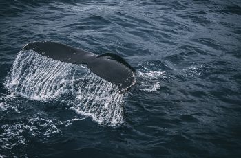 Embarque para conhecer a incrível vida marinha da Patagônia Argentina