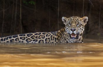 Pantanal: refúgio e local de preservação do maior felino das Américas, a onça-pintada