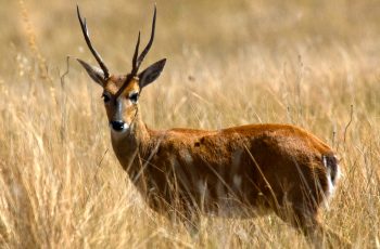 Tatu-bola e Veado Campeiro, espécies ameaçadas de extinção