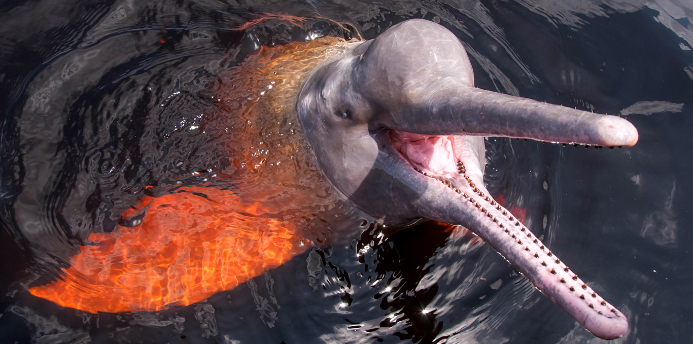 Blog Ambiental | Boto cor de rosa e as belezas da Amazônia
