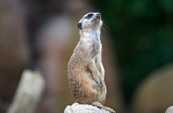 Suricato – pequeno notável animal africano