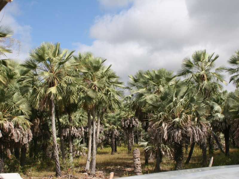 lençois maranhenses