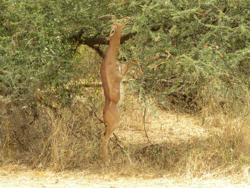 África - Quenia -Tanzânia