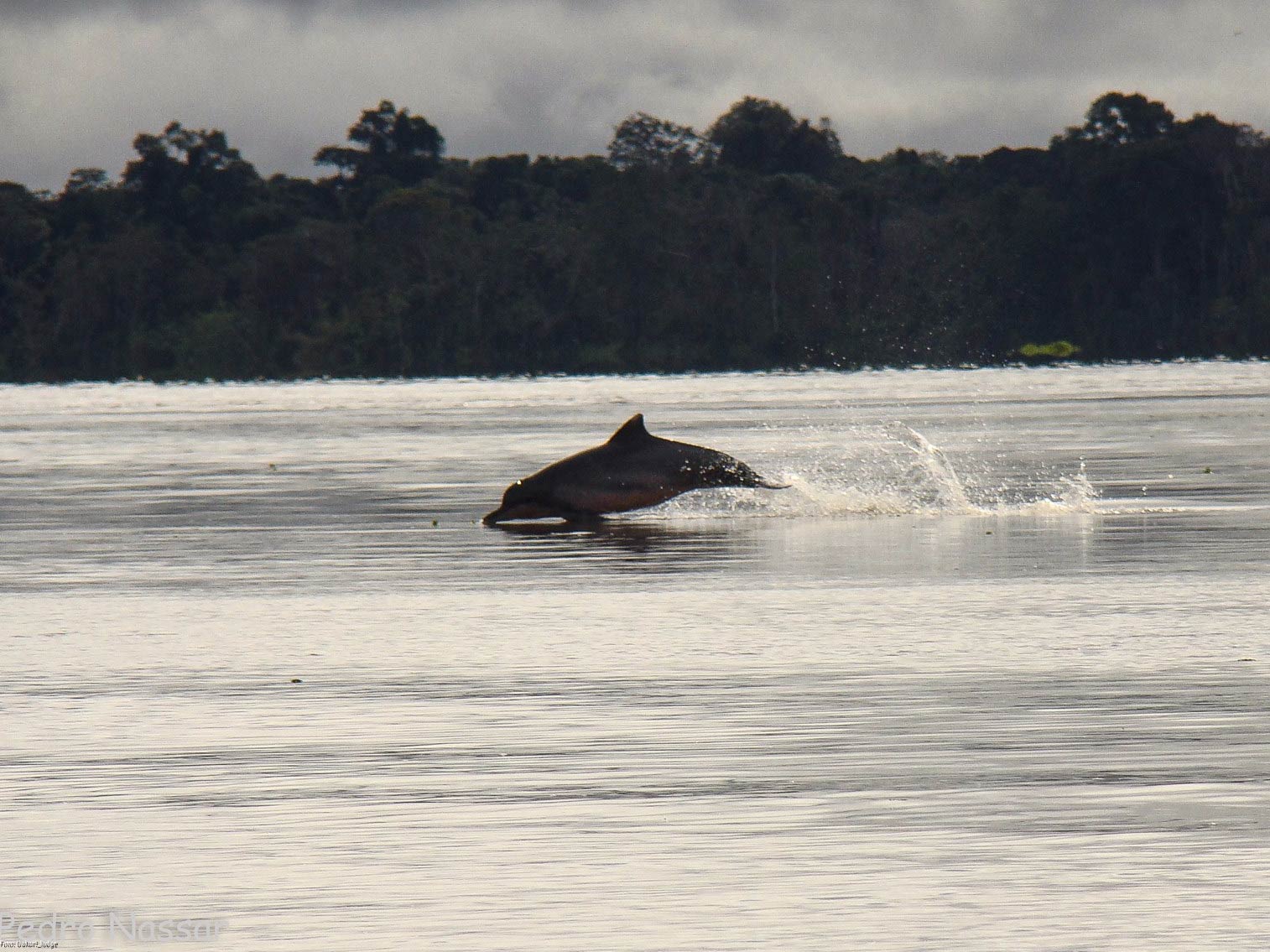 mamirauá - uakari lodge