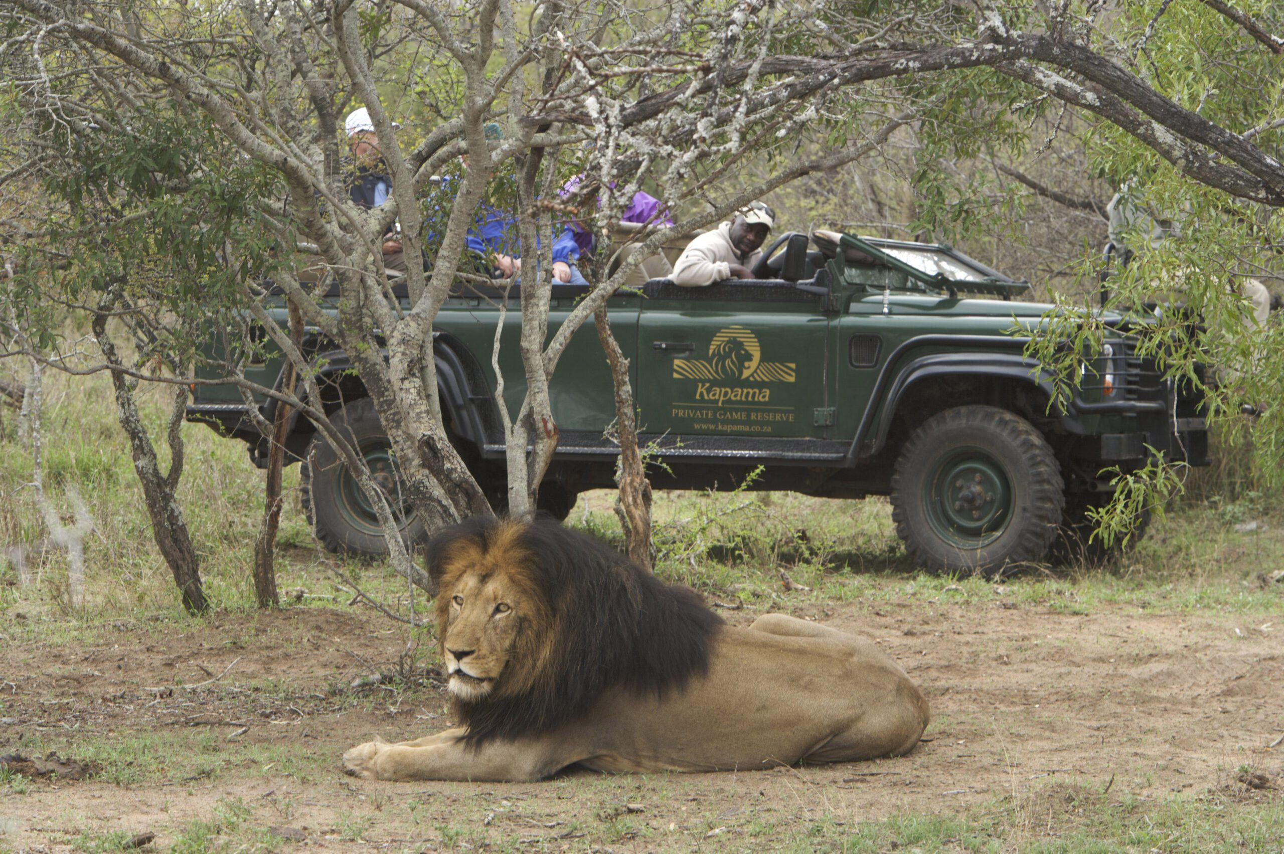 Game drive with lion male