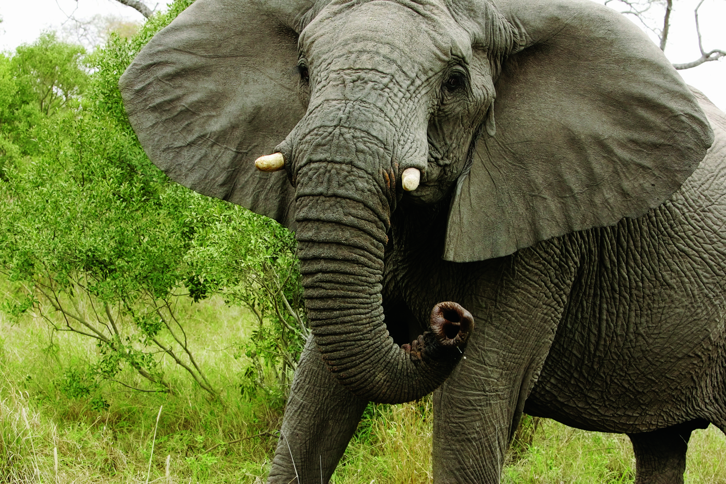 Lion Sands - Elephant
