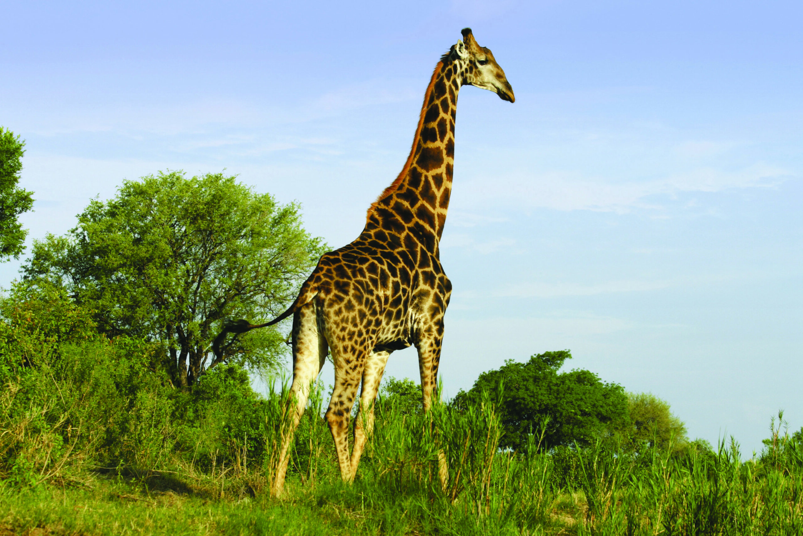 Lion Sands - Giraffe 2