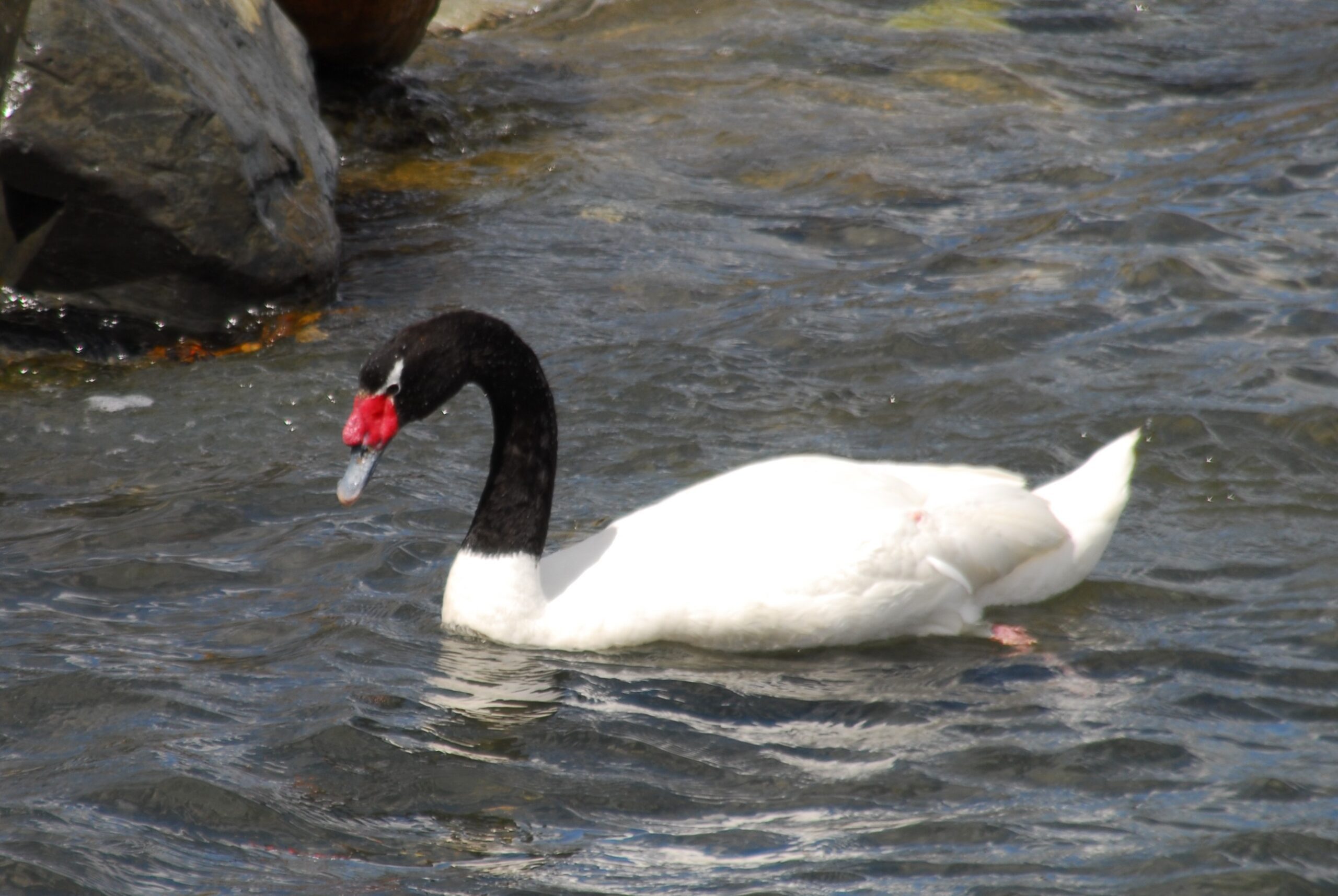 15 Cisne