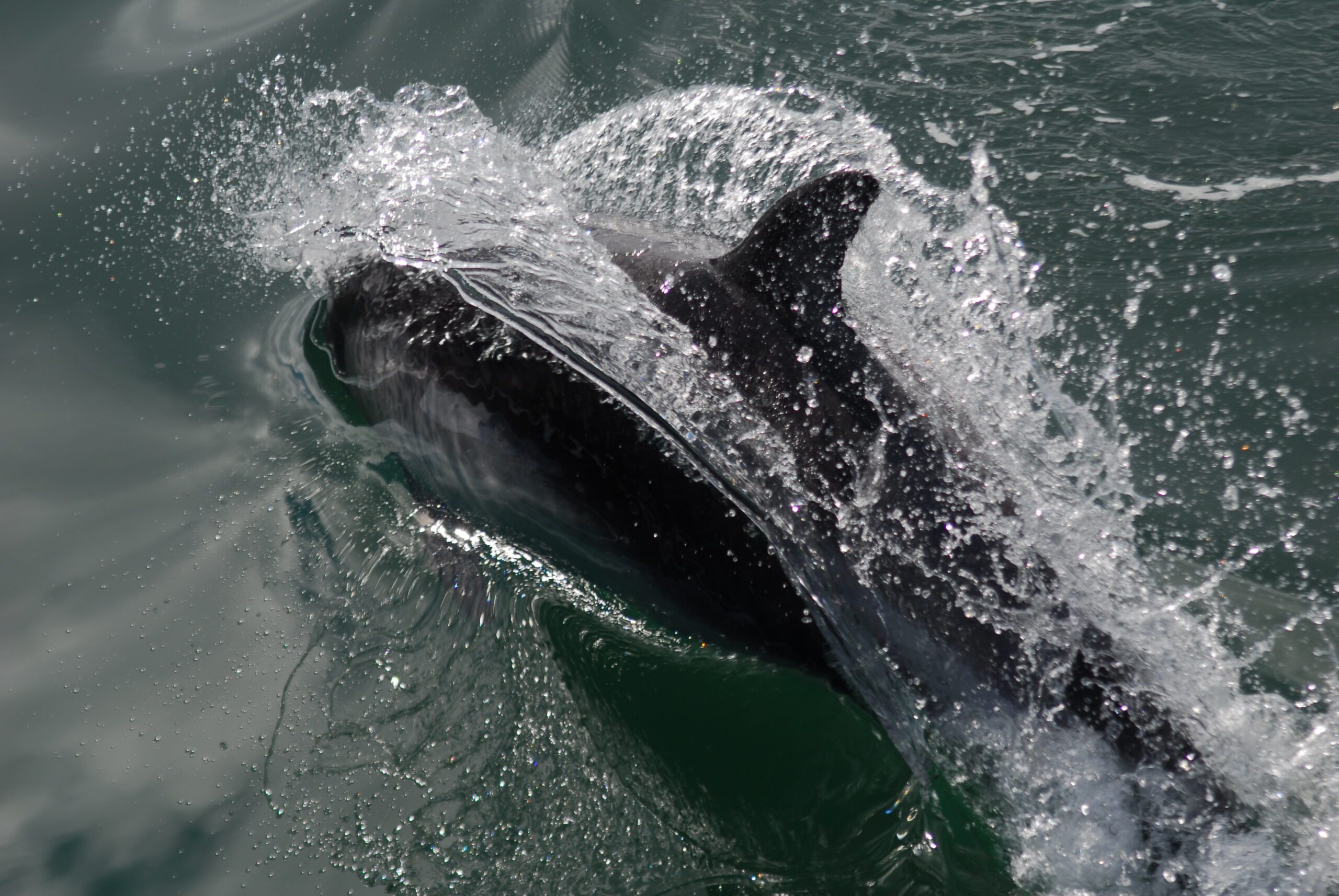 18 Delfin oscuro..