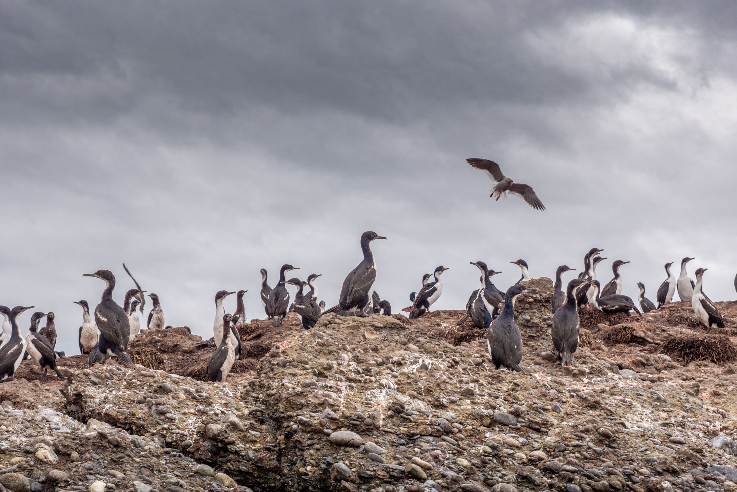 Cormoranes