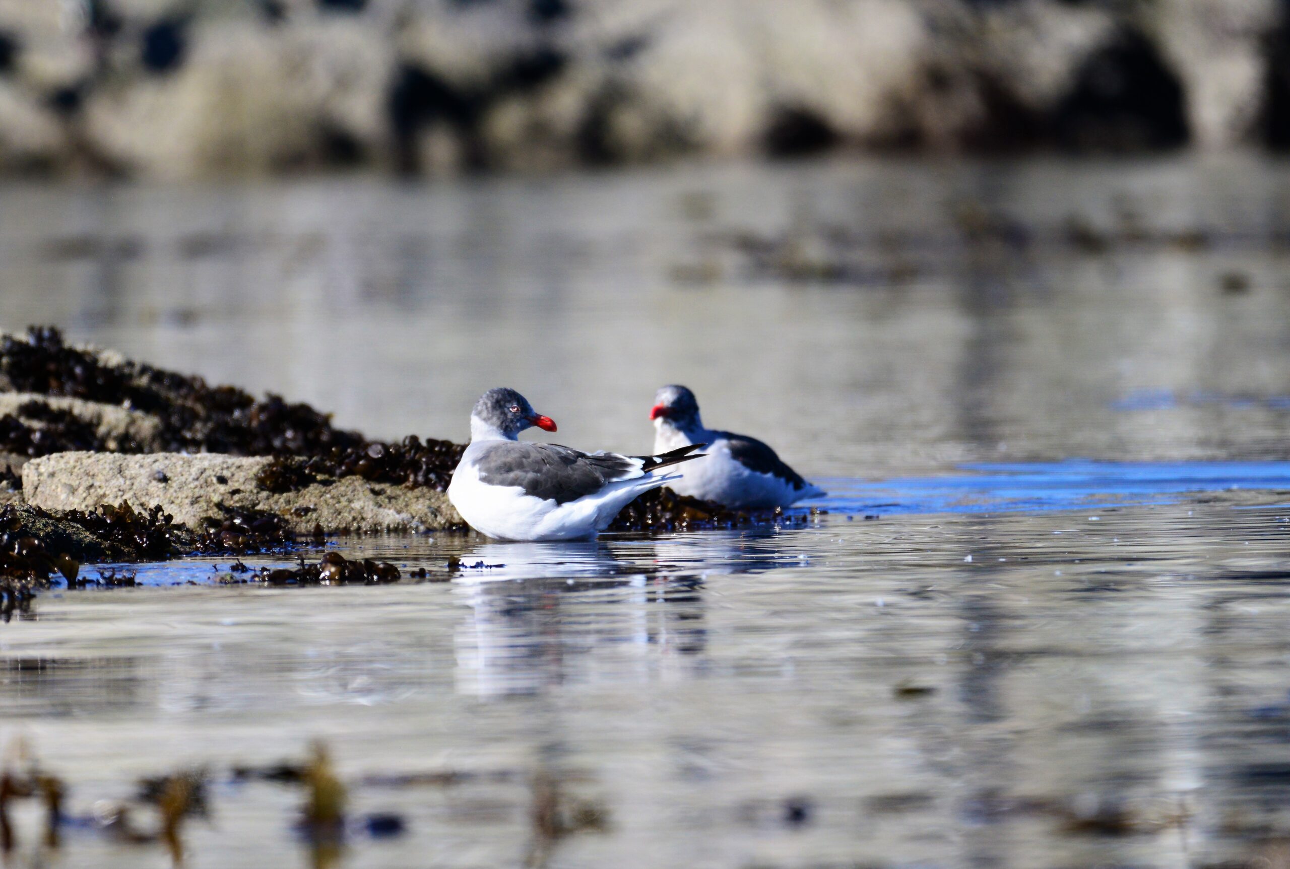 DSC_8724(1)