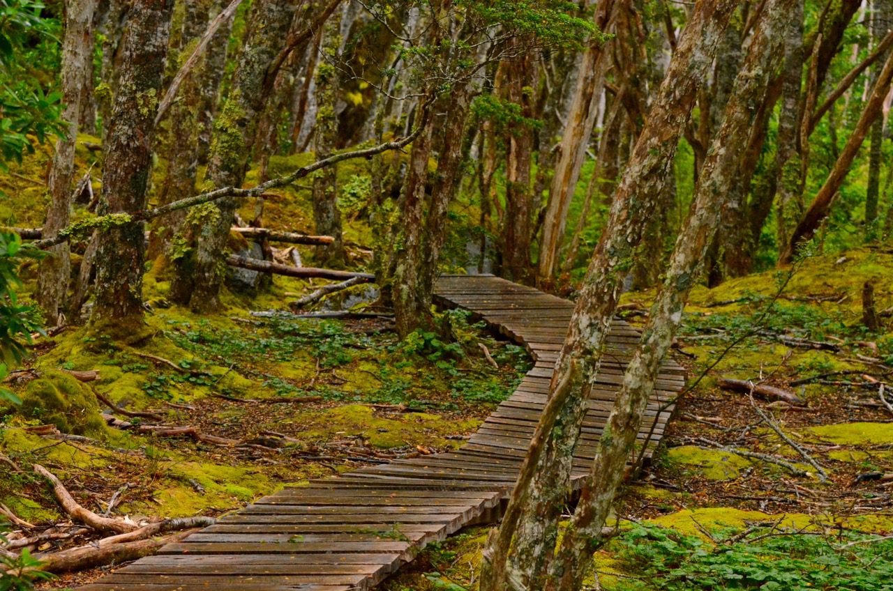 Interior bosque sub antártico, Bahía Ainsworth