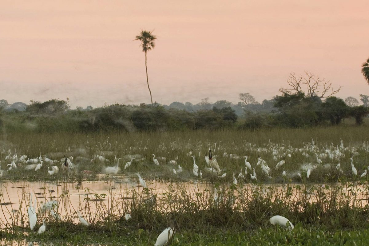 Pantanal_Araras_Lodge_Voegel_Sonnenuntergang