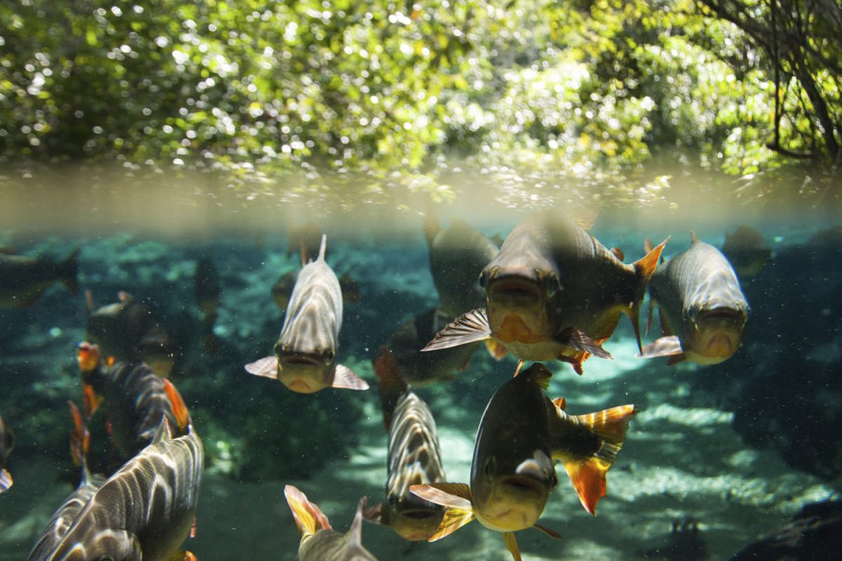 Peixes_-_Fishes_-_Thyago_Sabino