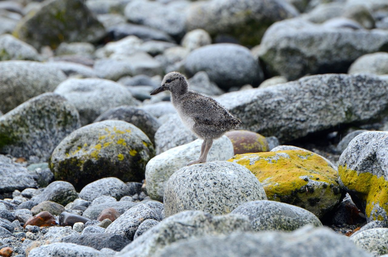 Pichón de caranca (Chloephaga hybrida)