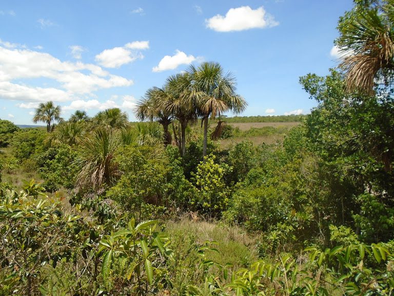 Águas do Cerrado 1
