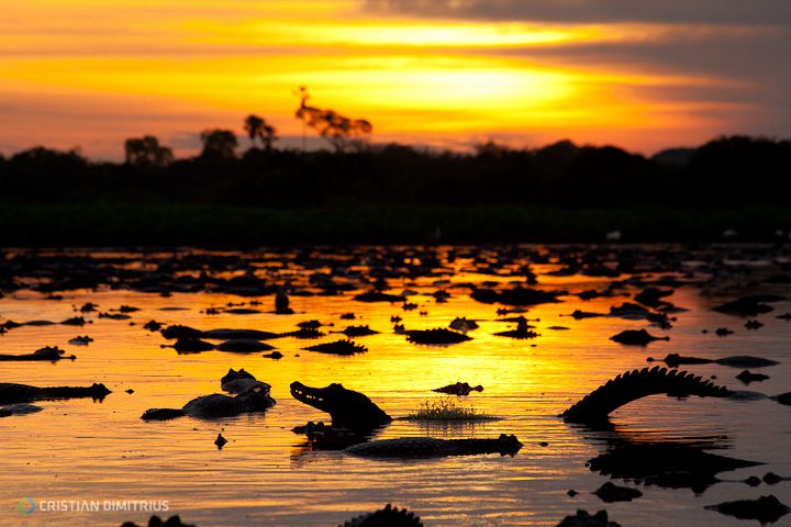 NPC - Lagoa com Jacarés IV - Por do Sol (Cristian Dimitrius)