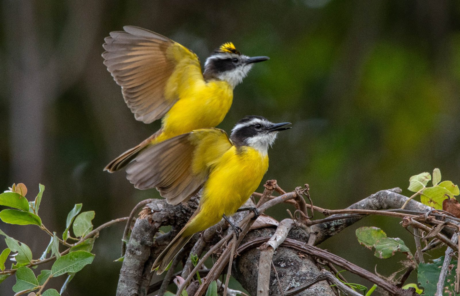 NPC - North Pantanal Cruise (Fred Crema) (2)