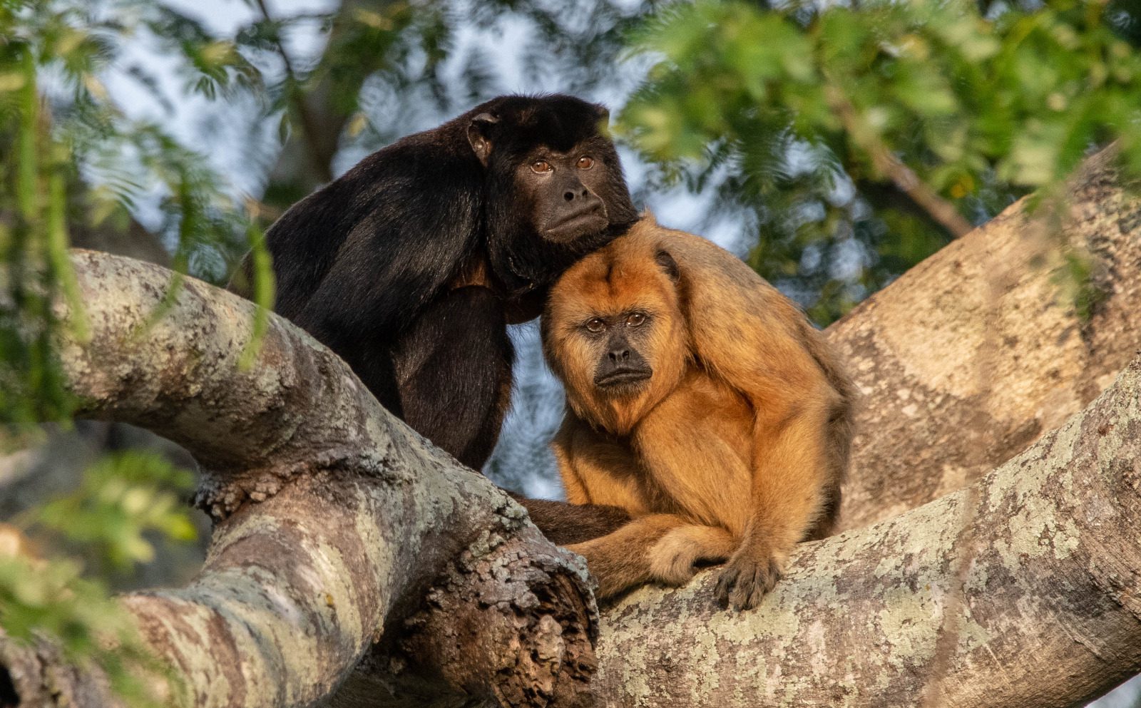NPC - North Pantanal Cruise (Fred Crema) (9)