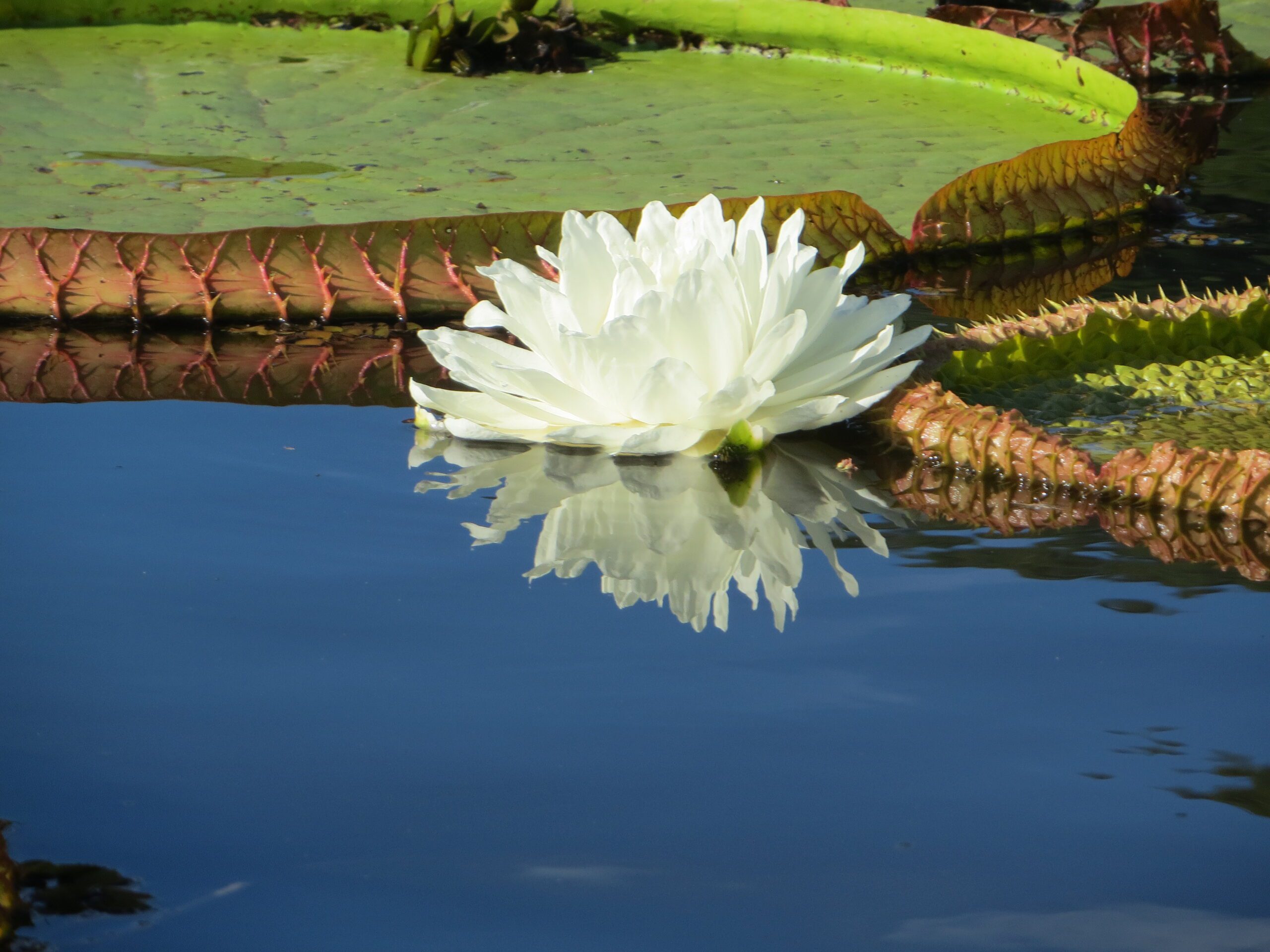 NPC - North Pantanal Cruise - Victoria Regia