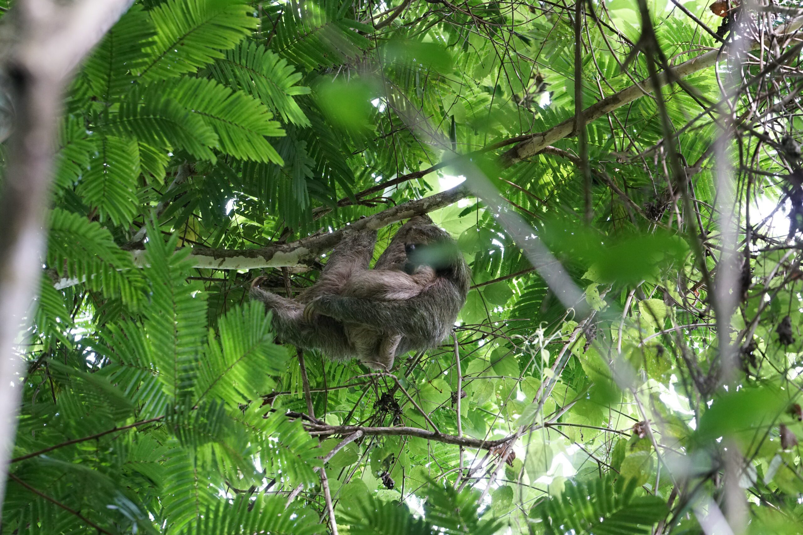 fauna-de-costa-rica_53952945619_o