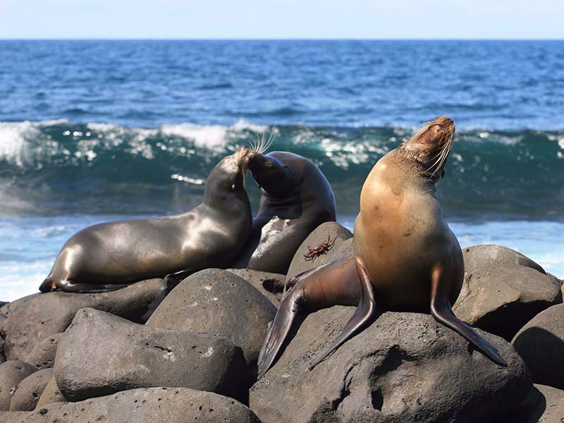 equador - galápagos