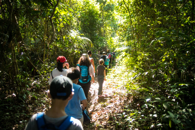 Trilha na floresta