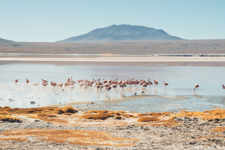 Laguna Colorada 3