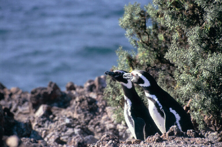 Pinguinos1,CH