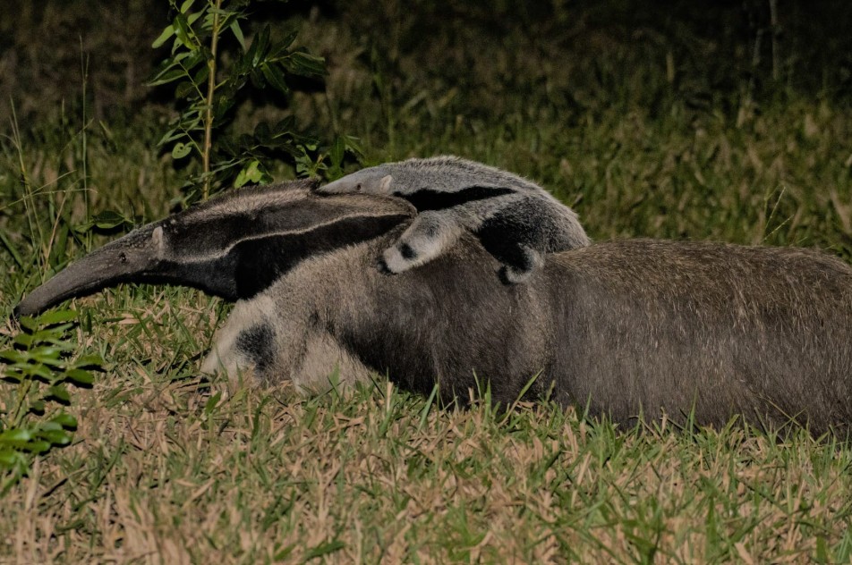 Captura de tela 2025-06-29 170507