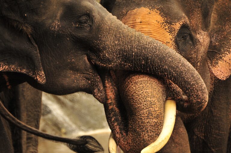 Thailand - Elephants hugging