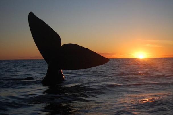 23_41_909_photo_608x608