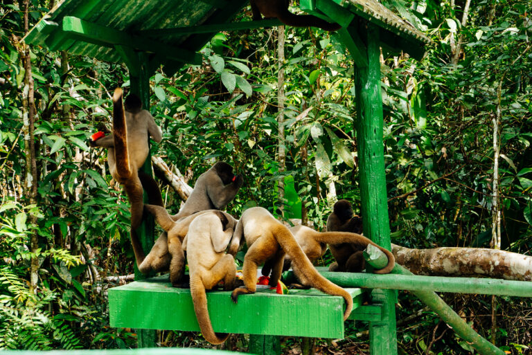 Amazon Ecopark (1)