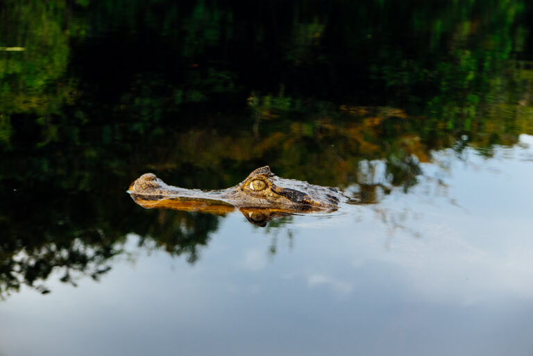 Amazon Ecopark (3)