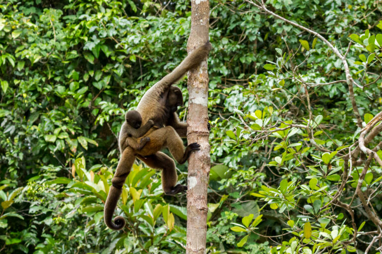 Amazon Ecopark (4)