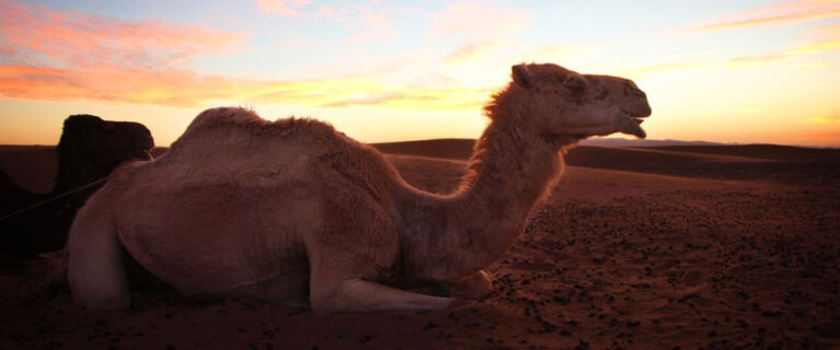 ZAGORA-CHAMEAU